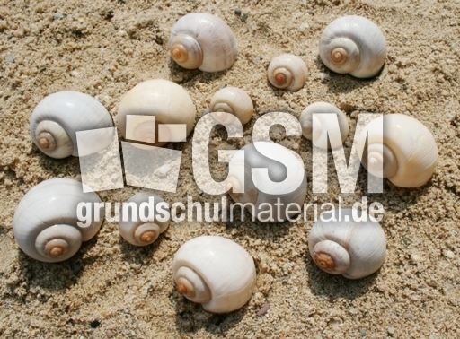 Schneckenhäuser-13.jpg
